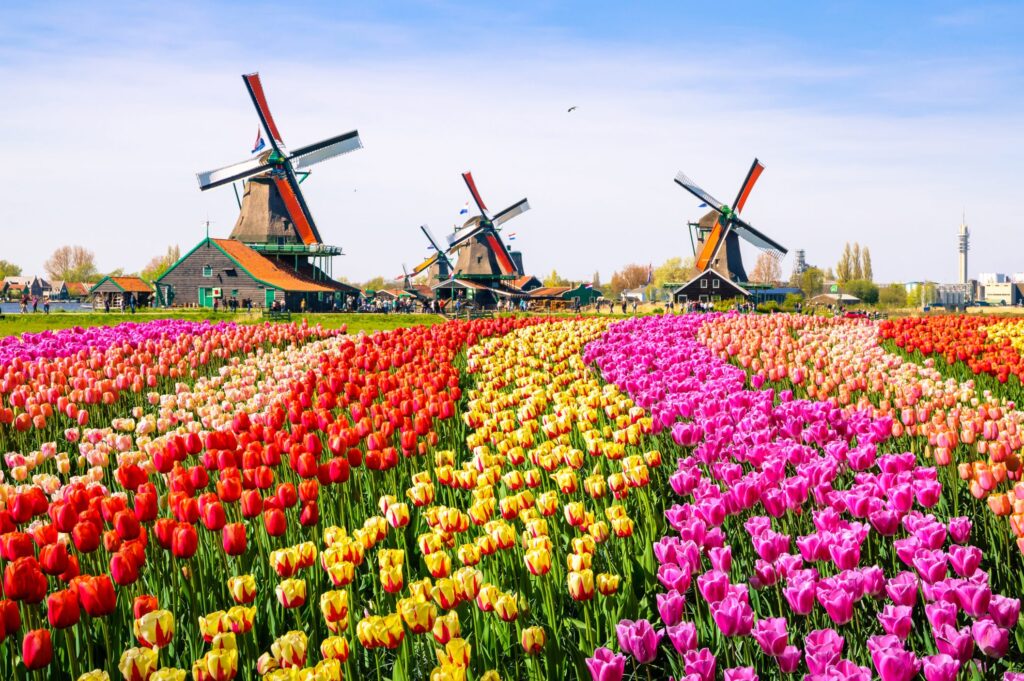 Image of wind mills in the Netherlands. What people think the Netherlands look like.